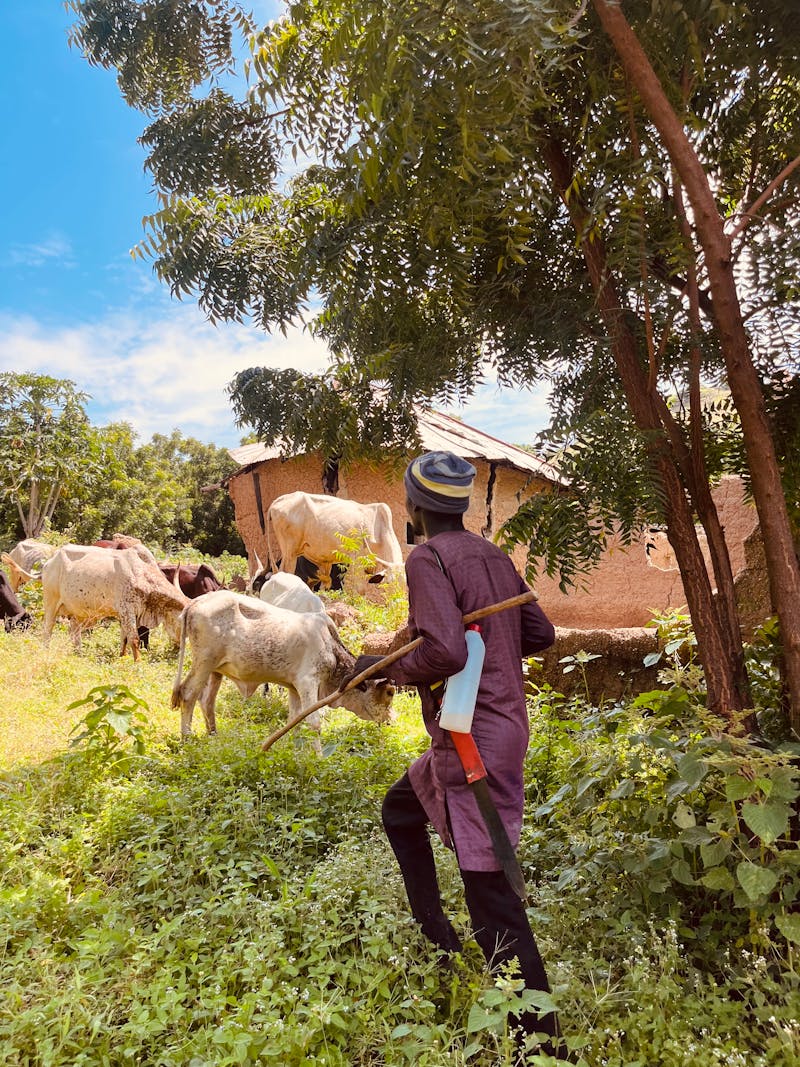 Nigerian farmer in rural village managing livestock and harvest