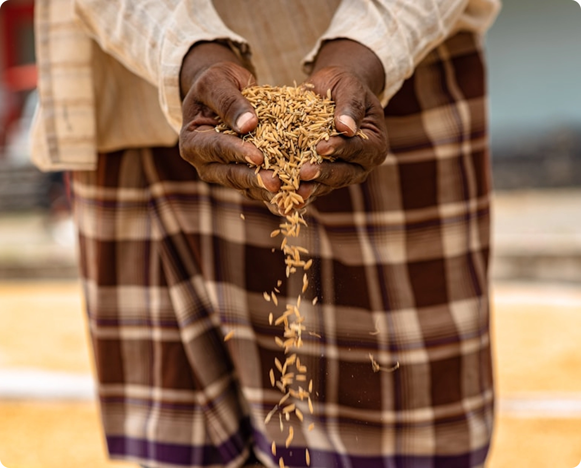 Hands holding harvested grain